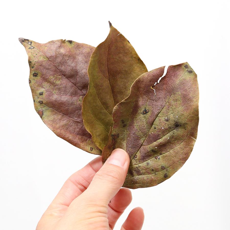 Leaf Corp 3袋セット 柿の葉っぱ 10g×3袋 メダカ用 隠れ家 Leaf Corp 3袋セット 柿の葉っぱ 10g×3袋 メダカ用 隠れ家