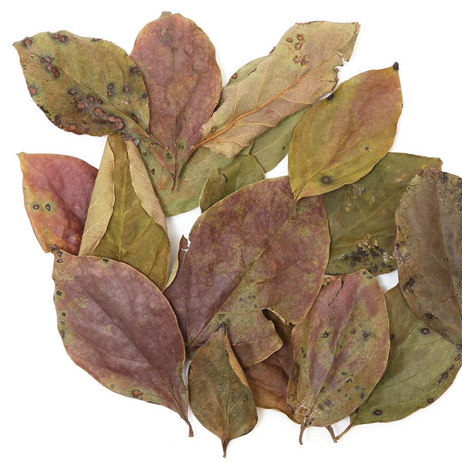 Leaf Corp 3袋セット 柿の葉っぱ 10g×3袋 メダカ用 隠れ家 Leaf Corp 3袋セット 柿の葉っぱ 10g×3袋 メダカ用 隠れ家