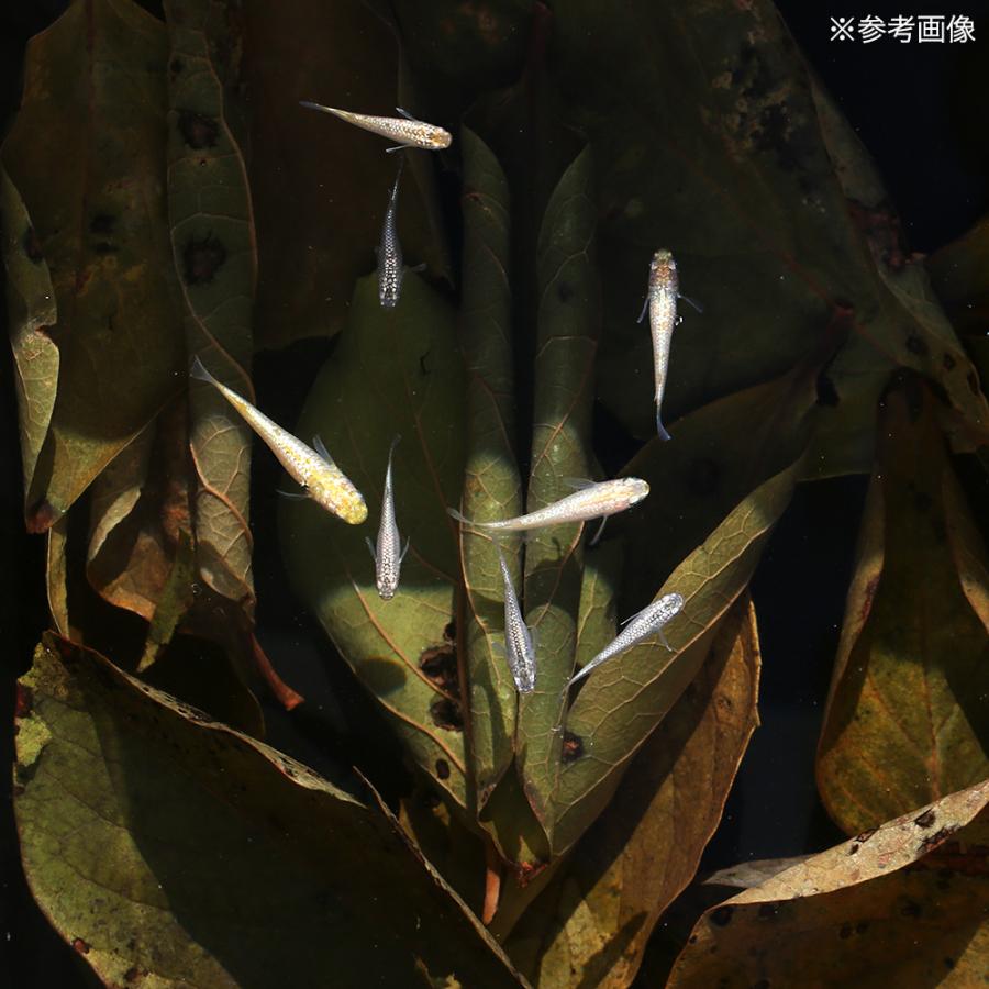 Leaf Corp 3袋セット 柿の葉っぱ 10g×3袋 メダカ用 隠れ家 Leaf Corp 3袋セット 柿の葉っぱ 10g×3袋 メダカ用 隠れ家