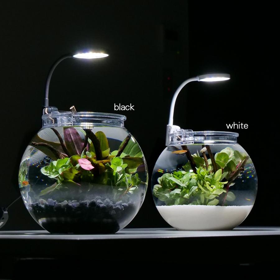 めだか・メダカ・水槽・睡蓮・水草・レクリス白タイプ 楽天市場】（めだか）（水草）白メダカ初心者セット 白メダカ（6匹