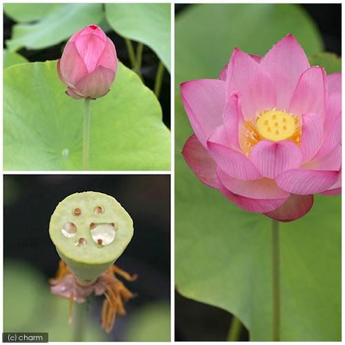 大賀ハス つぼみ付き 古代ハス 大型鉢植えセット 1鉢限定！！！ 大賀