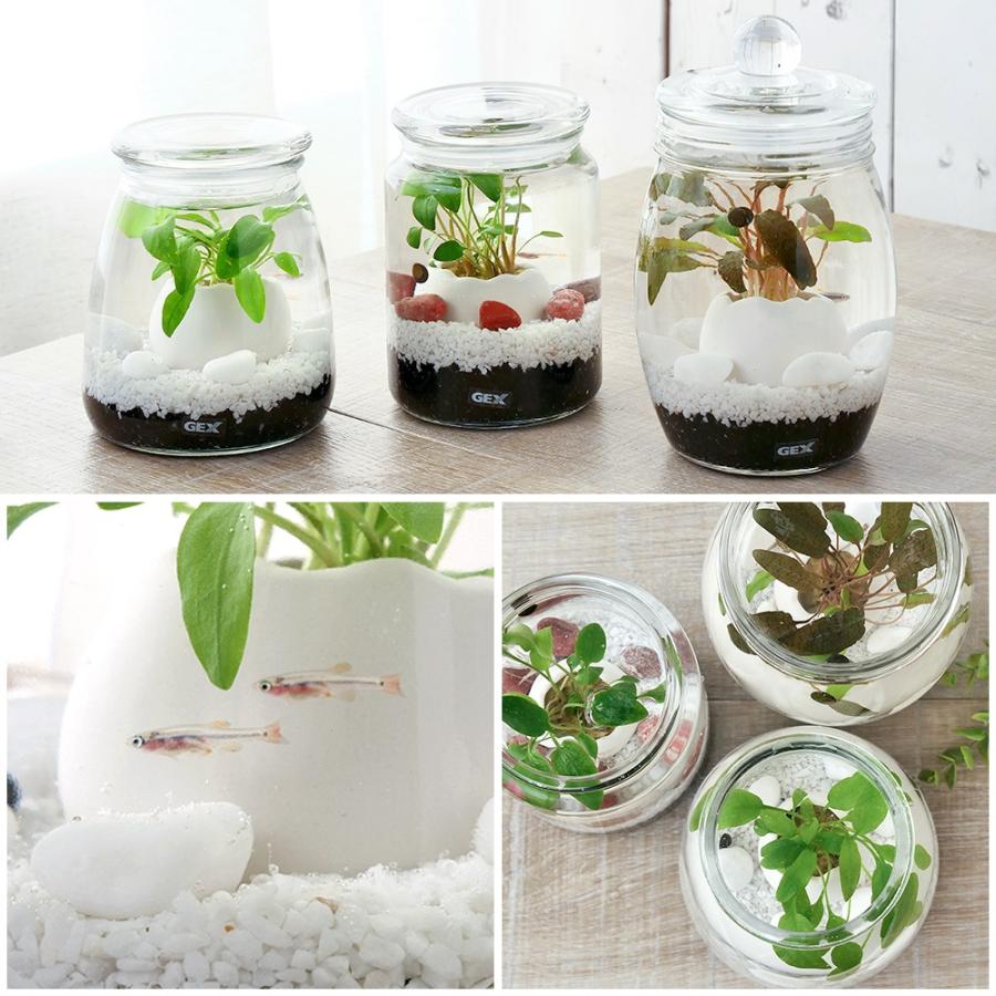 水槽セット+ 観賞魚、エビ、巻貝