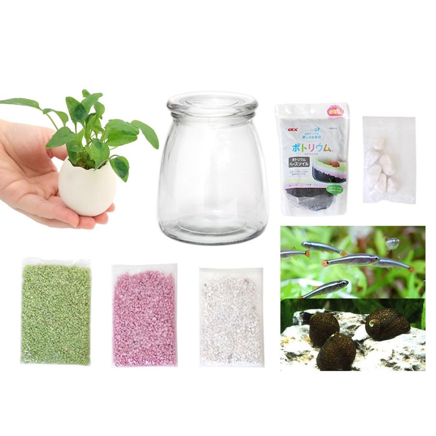 水槽セット+ 観賞魚、エビ、巻貝