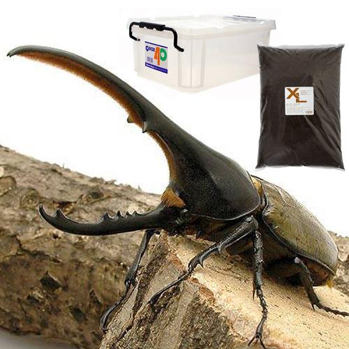 ヘラクレス　外国産カブトムシ 2 ヘラクレス 外国産カブトムシ 3匹セット