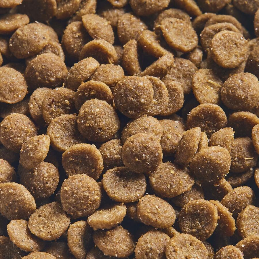 シュプレモ チキン＆サーモン 室内で暮らす子猫用 ニュートロ シュプレモ 子猫用 チキン＆サーモン