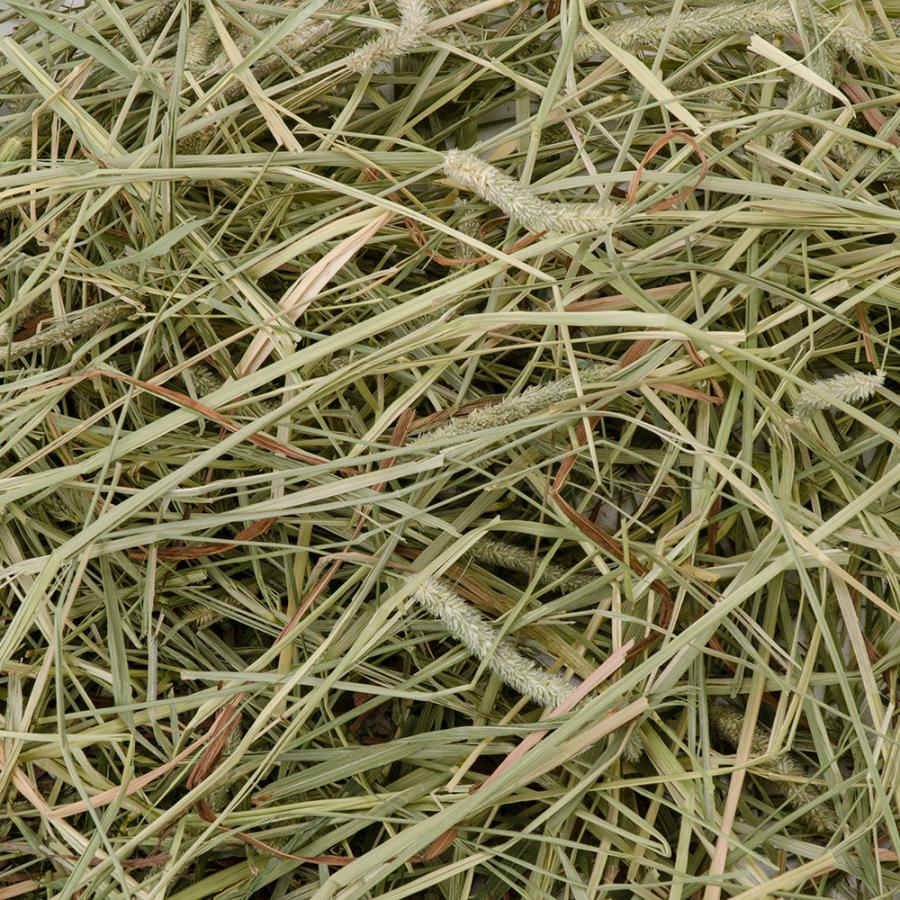 アモレジー アラタ フレッシュチモシー シングルチモシー ９００ｇ うさぎ 牧草 フード : 287587 : チャーム charm ヤフー店 - 通販 -  Yahoo!ショッピング