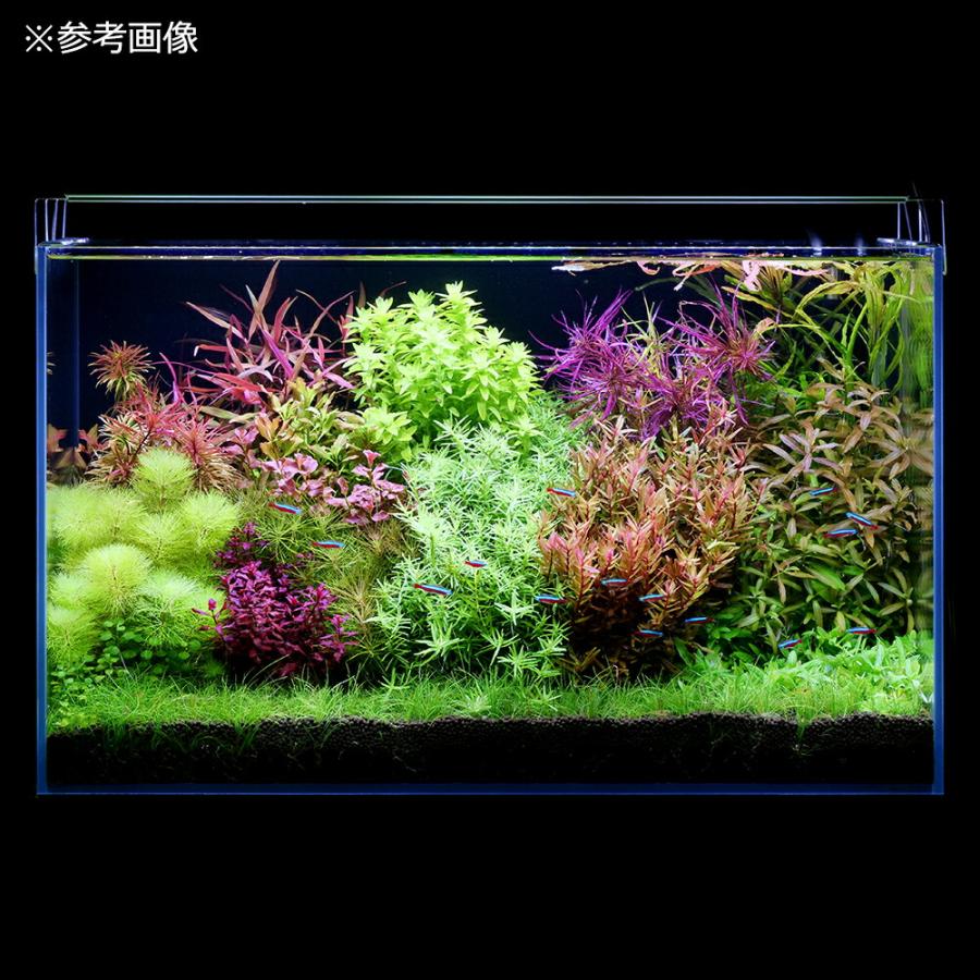 ガラス水槽 アクロ60 スーパークリア 水草育成セット（60×30