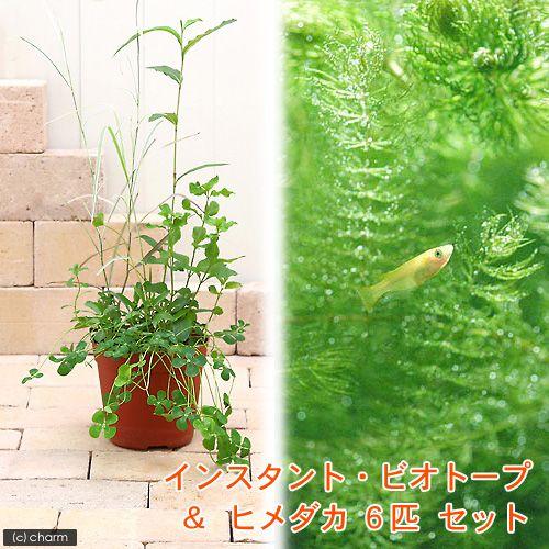 最大75 Offクーポン ビオトープ めだか インスタントビオトープ ヒメダカ ６匹 説明書付 本州四国限定 Wantannas Go Id