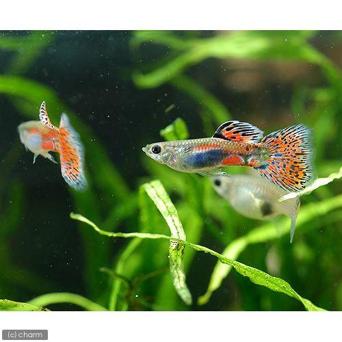 熱帯魚）レッドグラス・グッピー（国産グッピー）（3ペア） 北海道