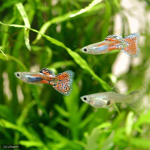 熱帯魚）レッドグラス・グッピー（国産グッピー）（3ペア） 北海道