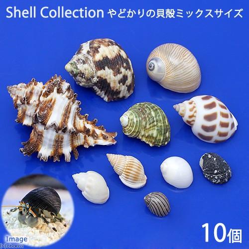 最大46%OFFクーポン 貝殻 やどかりの貝殻 ミックスサイズ おまかせ ５５％以上節約 １０個 殻口３〜４０ｍｍミックス 形状おまかせ