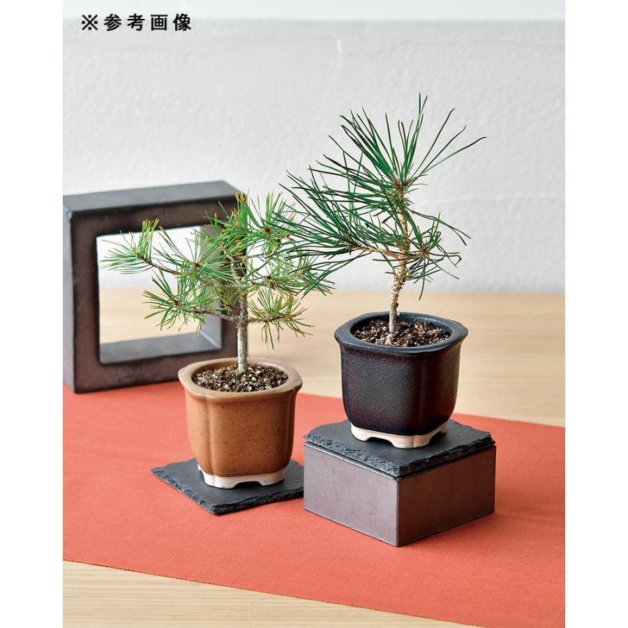 聖新陶芸 The BONSAI 栽培セット 赤松 盆栽 和風 聖新陶芸 The BONSAI 栽培セット 赤松 盆栽 和風