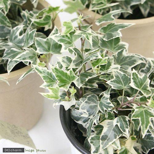 同梱無料】 ツタ つた 蔦 グリーン 観葉植物 斑入り アイビー 造花ツタ