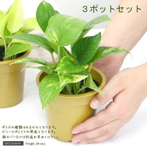 お得セット 観葉植物 ポトス 品種おまかせ ３号 ３ポット 1 440円 Aynaelda Com
