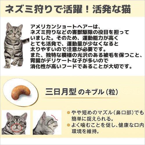 ロイヤルカナン（ROYAL CANIN） 猫 アメリカンショートヘアー 成猫用