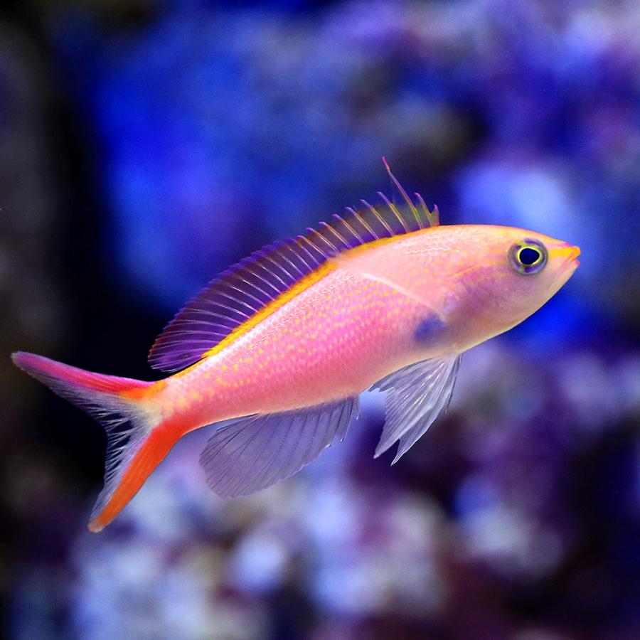 （海水魚）オオテンハナゴイ（３匹）