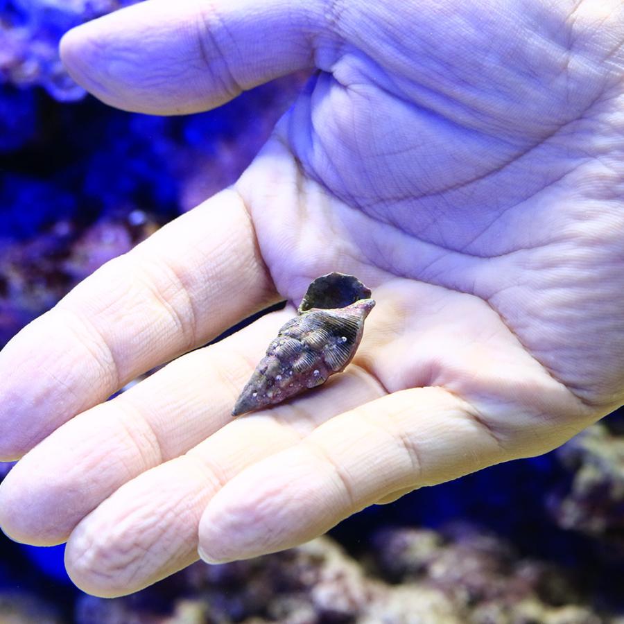 超美品再入荷品質至上 海水魚 ヤドカリ ホワイトリーフハーミットクラブ ５匹 北海道航空便要保温