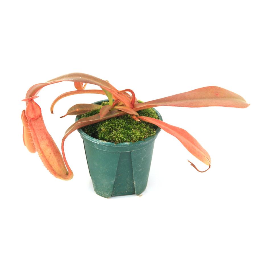 食虫植物）ウツボカズラ ネペンテス アルボマルギナータ レッド×ビーチ