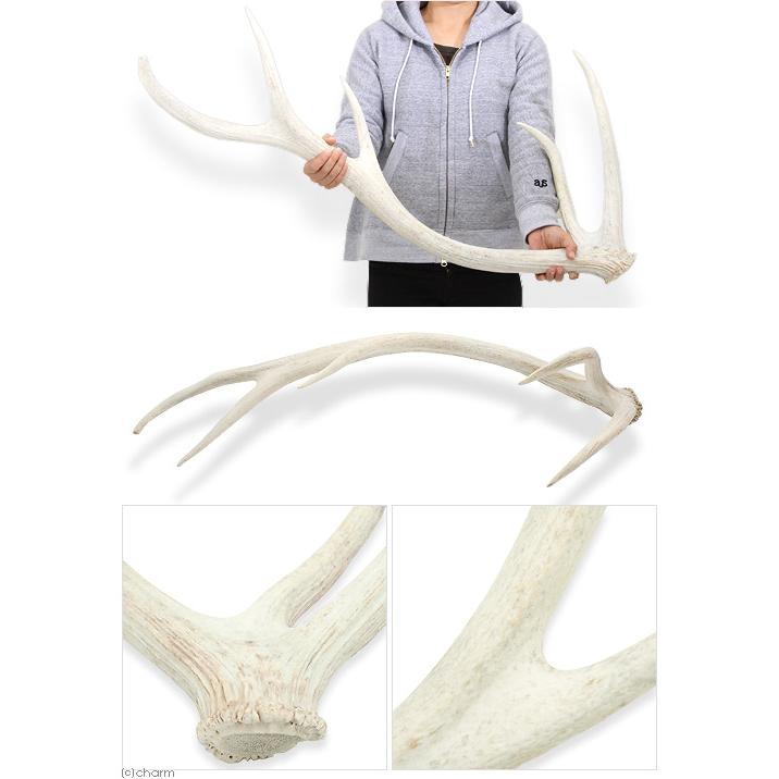 Leaf Corp （大型）一点物 国産 鹿の角 オブジェ XLサイズ 2本 本州