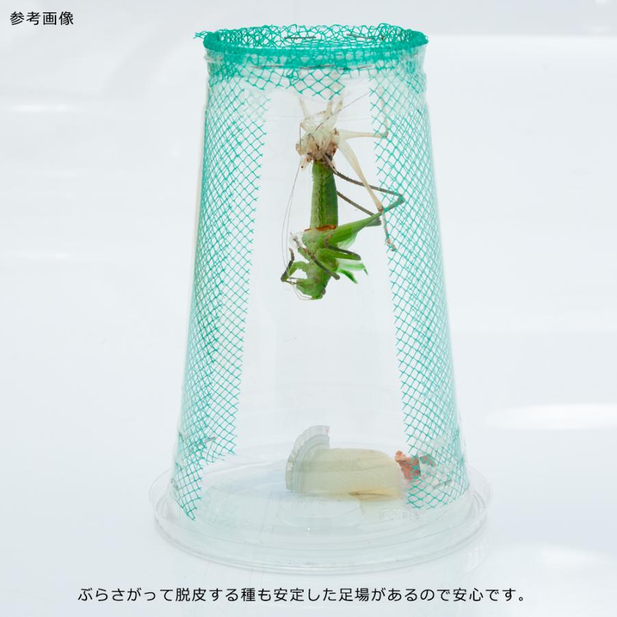 キリギリス 飼育しやすいキリギリス・カマキリ小分け飼育カップ 作成キット