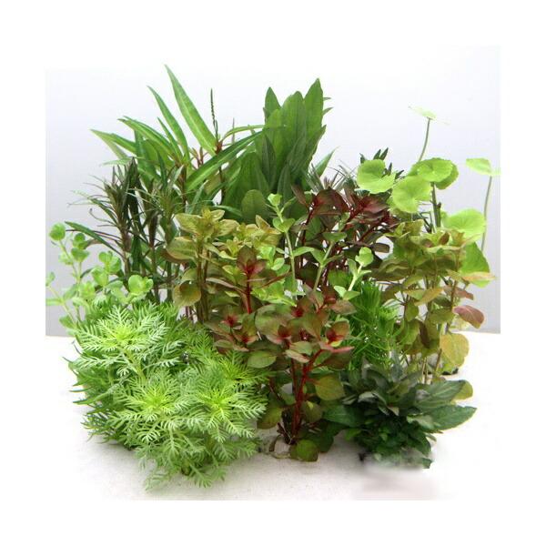 （水草）おまかせ水上葉ミニポット　１０ポットセット（無農薬）＋アクロＬＥＤ　ＧＲＯＷ４５０　４５ｃｍ水槽用　本州四国限定_1