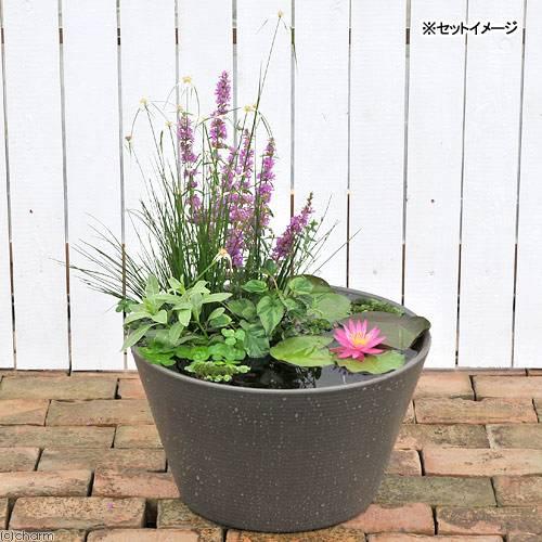 （ビオトープ）（めだか）睡蓮セット（睡蓮桃＋メダカ睡蓮鉢グレー＋ラメメダカ　ミックス＋浮き草他）１セットオリジナル　本州四国限定（Yahoo!・チャーム charm ヤフー店）