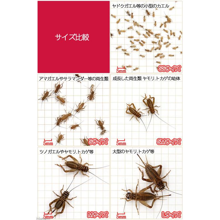 （生餌）ヨーロッパイエコオロギ　Ｓ　約１８０匹（６．０グラム）　爬虫類　両生類　大型魚　餌　エサ　活餌｜chanet｜03