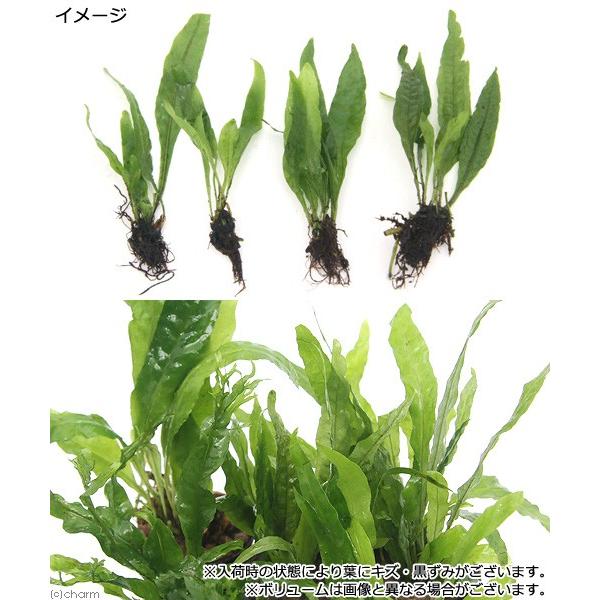 全てのアイテム 水草 おまかせミクロソリウム １種 １ポット分 北海道航空便要保温 Wantannas Go Id