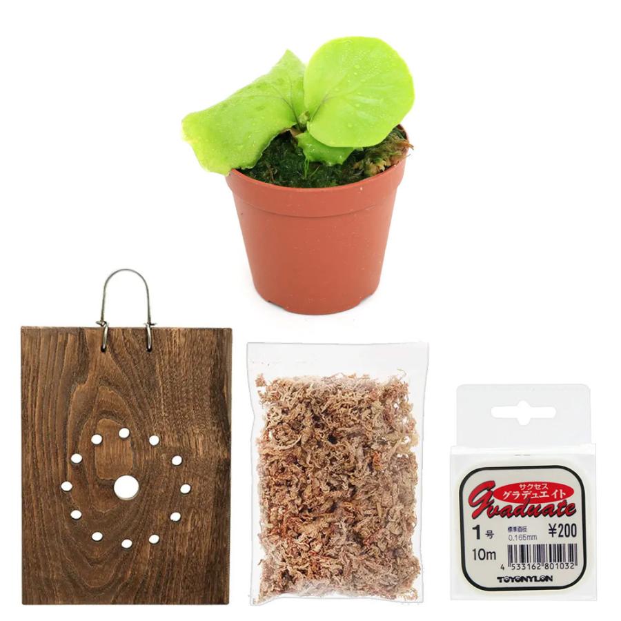 ridleyi 板付 NO.297 ビカクシダ