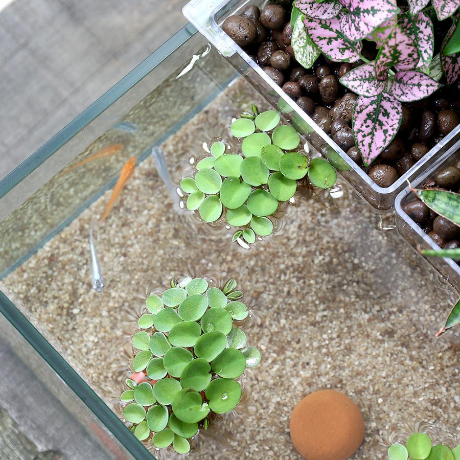 チャーム（ペット） （めだか）（水草）水作 アクアテリア