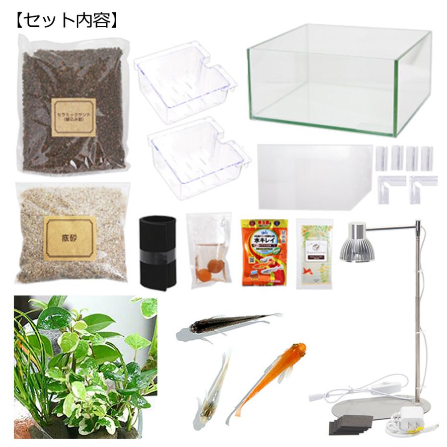 チャーム（ペット） （めだか）（水草）水作 アクアテリア