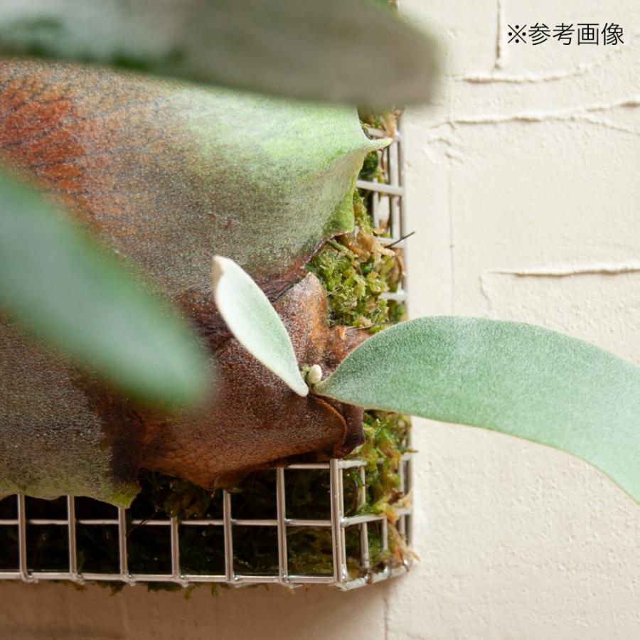 Leaf Corp ビカクシダ ステンレスバスケット 2個 : チャーム Leaf Corp ビカクシダ ステンレスバスケット 2個 : チャーム