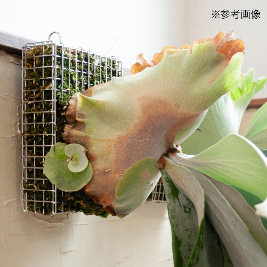 Leaf Corp ビカクシダ ステンレスバスケット 3個 : チャーム charm