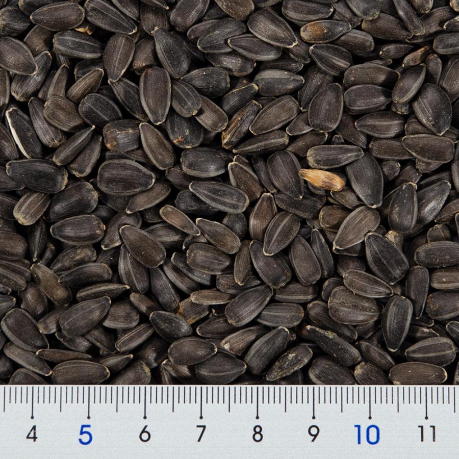 富城物産 黒ひまわりのたね 250g ハムスター 鳥 : チャーム charm 