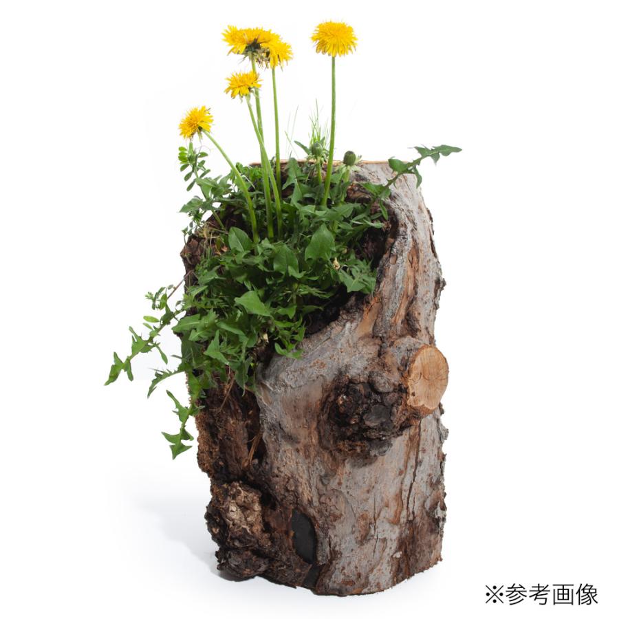 木　オブジェ　一点物 Leaf Corp 一点物 長野県小布施産 天然素材のりんごの木オブジェ AK