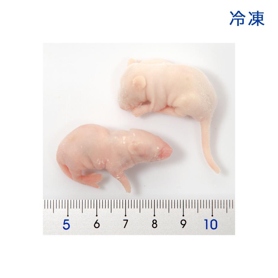 冷凍☆SPFマウス ピンクマウスL（10匹）（約4．5cm・5