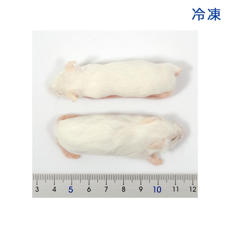 冷凍☆SPFマウス ホッパーLマウス（10匹） （約7．5cm・17