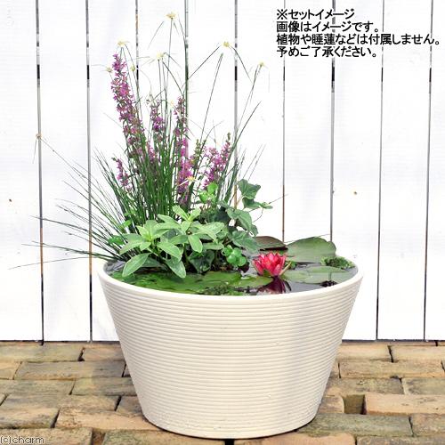 睡蓮鉢 メダカ鉢 金魚鉢 ホワイト＋ソーラー充電式エアポンプ 直径