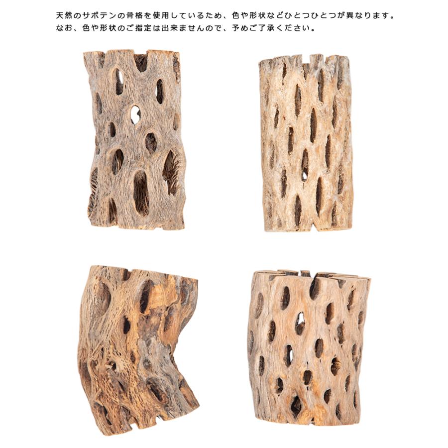 サボテンの骨 S レイアウト インテリア 砂漠 : チャーム charm ヤフー
