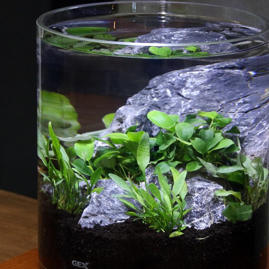 水草）GEX グラスアクア シリンダー N 水草セット グラスベース