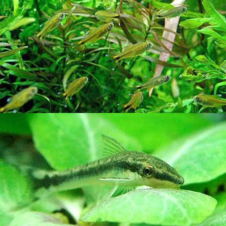 熱帯魚）シルバーチップ・テトラ（10匹）＋オトシン・クルス（3匹