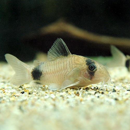熱帯魚）シルバーチップ・テトラ（10匹）＋コリドラスパンダ（3匹