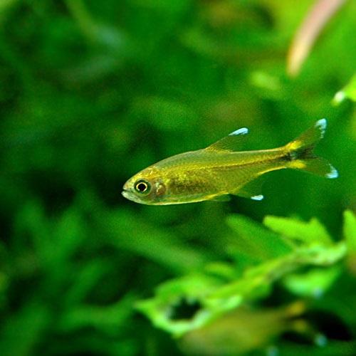 熱帯魚）シルバーチップ・テトラ（10匹）＋コリドラスパンダ（3匹