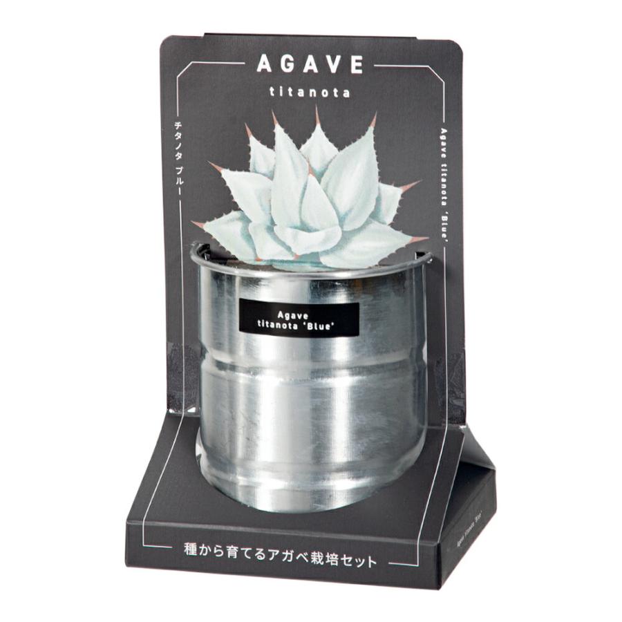 聖新陶芸 種から育てる アガベ栽培セット チタノタ ブルー 栽培セット