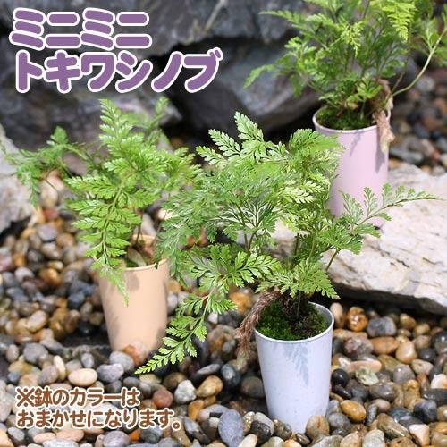 山野草）苔玉作成キット トキワシノブ : チャーム charm ヤフー店