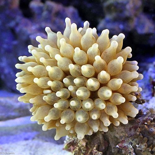 海水魚）カクレクマノミ イレギュラーバンド（2匹）＋サンゴ