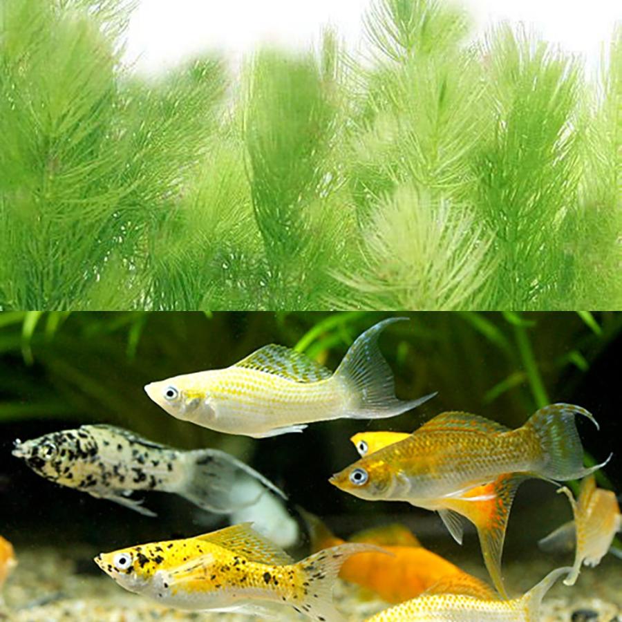 （熱帯魚）（水草）ミックスライヤーテールモーリー（４匹）＋マツモ（５本）　北海道・九州航空便要保温 | 