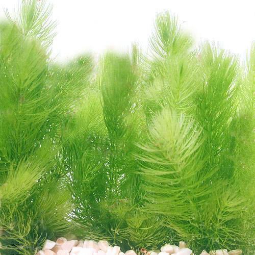 （熱帯魚）（水草）ミックスライヤーテールモーリー（４匹）＋マツモ（５本）　北海道・九州航空便要保温 |  | 02