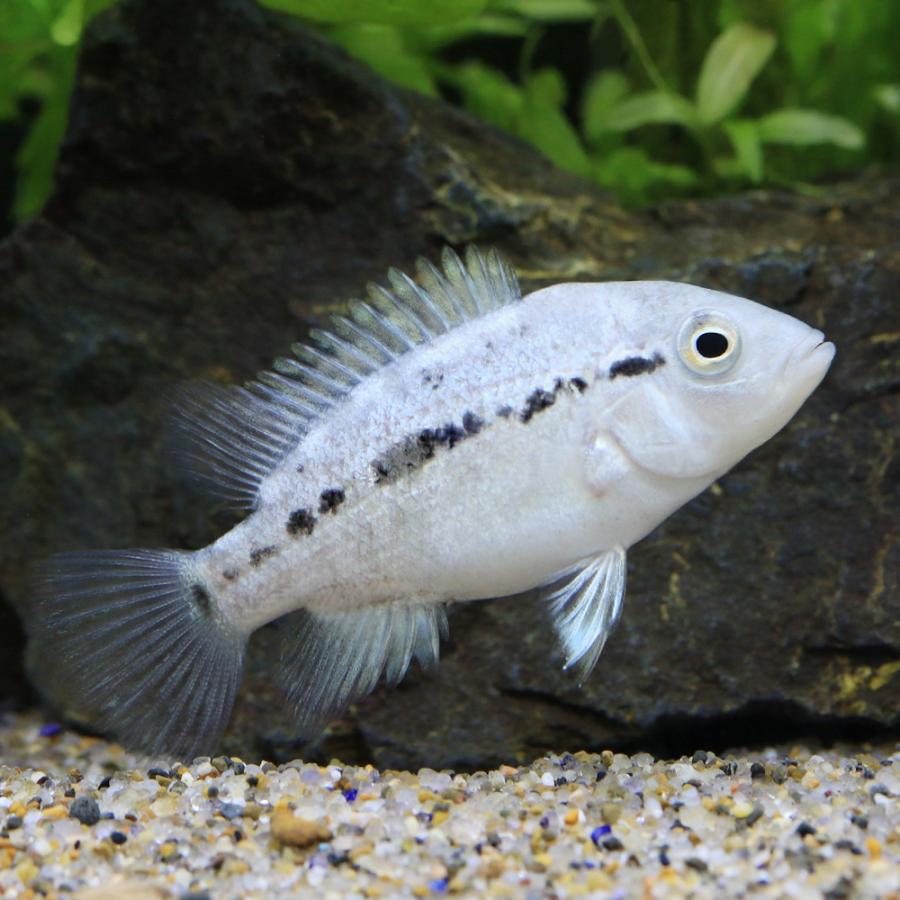 チャーム（charm） （入荷未定）（熱帯魚）ナンドプシス ハイチ