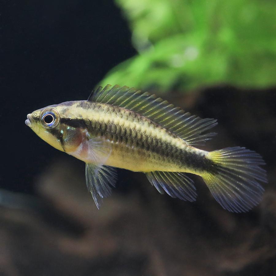 （熱帯魚）アピストグラマ・アガシジィ（東南ブリード）（１ペア）　北海道・九州航空便要保温 |  | 01